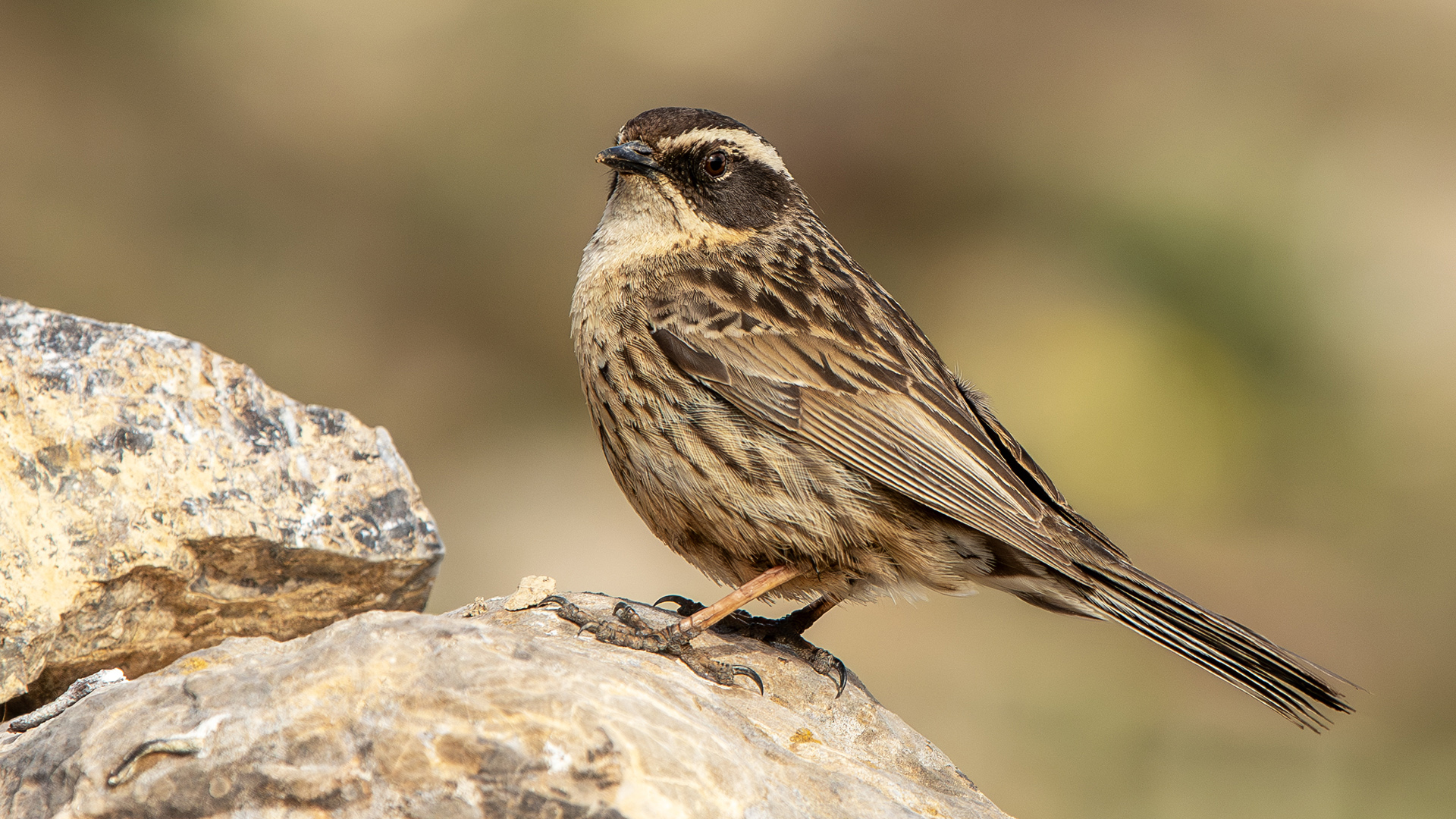 Radde's Accentor